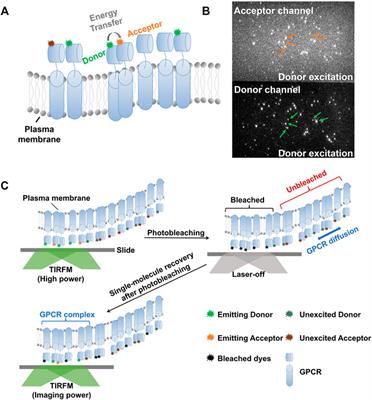 Signal Transduction Mechanisms Quantitatively Observed One Molecule at a Time